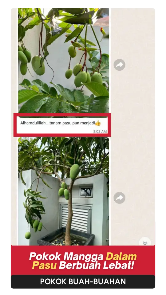 Testimoni-Buah-3.webp